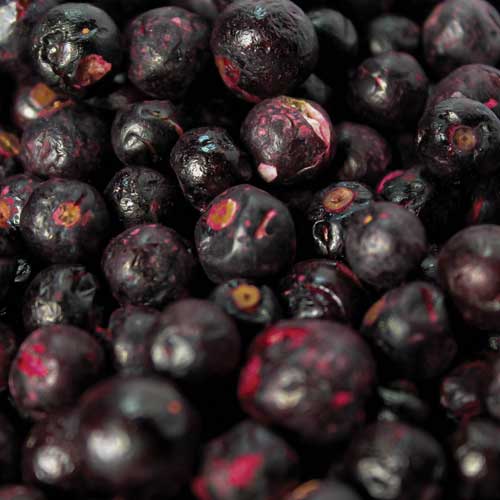 Freeze Dried Whole Blackcurrants - Honeyberry International